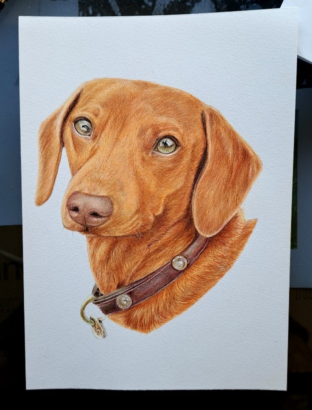 Dachshund head portrait with collar