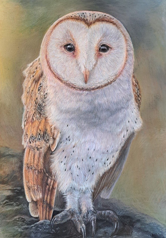 Barn Owl portrait in coloured pencil with soft background