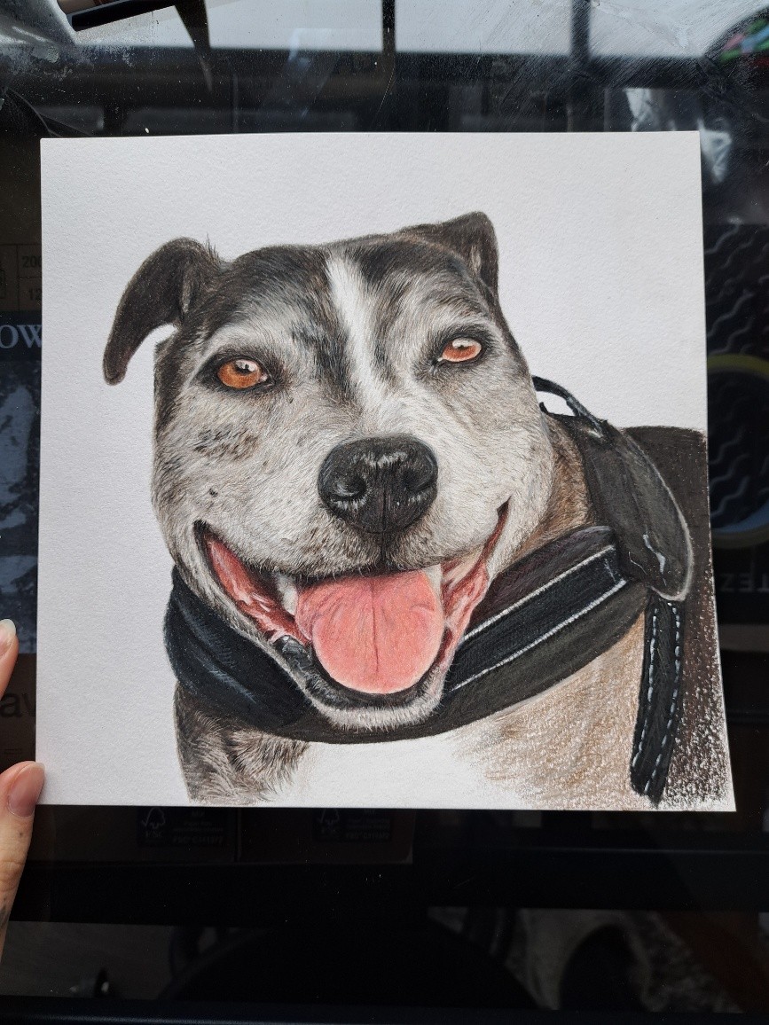 Happy Staffy with tongue out
